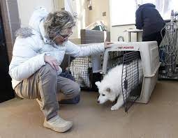 Maybe you would like to learn more about one of these? First Of Seized Samoyeds Brought To Waterloo From Puppy Mill Is Adopted Photos Local News Wcfcourier Com