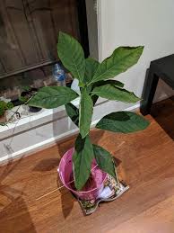 We did not find results for: Curling Leaves Of Avocado Tree Help Dying Avocado Plant 6 Months Old Grown From Seed Has Been Healthy Up To Re Pot 2 Days Ago Generic Potting Mix Some Seasol Leaves Turning Crispy