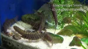 Pond Loach - Wikipedia