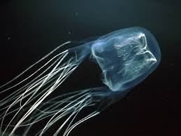 All cnidarians share several attributes, supporting the theory that they had a. Australian Scientists Find Antidote To Deadly Box Jellyfish Stings Tropic Now Cairns News