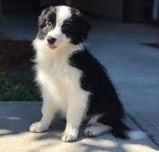 Color:the most common colors of border collies are black & white and red & white. Adopted Adorable Debbie 3 Mo Female Purebred Border Collie Puppy Tampa Florida