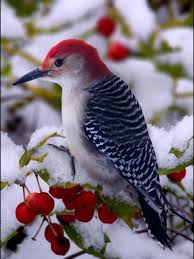 Bird With Black And White Head Black And White Bird With Red Head In The Snow Burung Cantik Burung Binatang