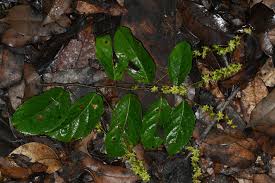 Image result for Homalium