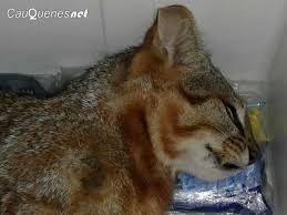 El gato colocolo, leopardus colocolo (molina 1782), presenta once subespecies distribuidas en registros del gato colocolo en chile: Sag Verifica Hallazgo De Gato Colo Colo En Precodillera Del Maule Tras 20 Anos De Ausencia Cauquenesnet Cl