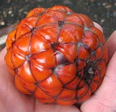 Image result for Raphia farinifera