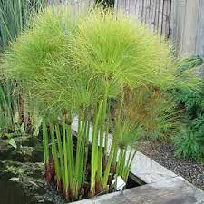 Image result for Cyperus tenax