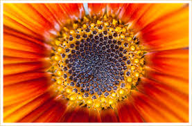 Premium wholesale flowers · quality customer service 20 Types Of Orange Flowers Ftd Com