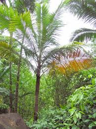 Image result for Acanthophoenix rubra