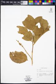 Image result for Drypetes mossambicensis