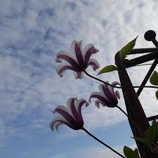 Maybe you would like to learn more about one of these? Clematis Texensis Princess Kate