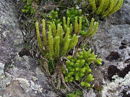 Image result for Huperzia bampsiana