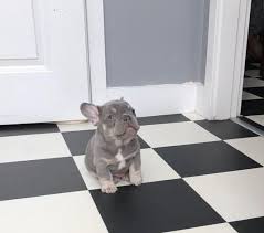 Newly born puppies have a soft blue fawnish colour but as they mature, the colour changes. Lilac N Tan Boy Poss Carry Cream French Bulldog Puppies