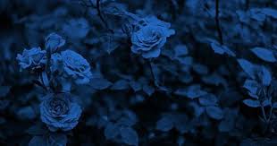 Black And Blue Flowers Wallpaper Photo Blue Aesthetic Ravenclaw Aesthetic Blue Roses