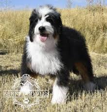 Maybe you would like to learn more about one of these? Pin On Bernedoodles
