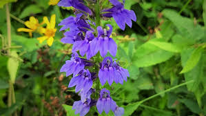 Image result for lobelia