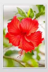 Wow.these are some great pictures, well most of them are but still awesome flowers. Very Nice Flower Photo Photo Jpg Free Download Pikbest