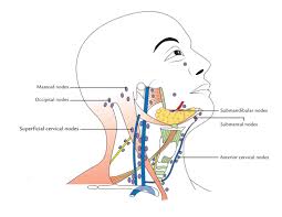 We did not find results for: Lymph Nodes Of Neck Or Cervical Lymph Nodes Earth S Lab