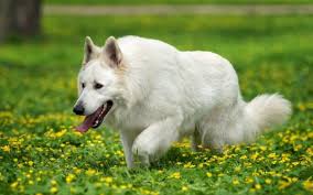 Beyaz alman kurdu, birçok köpeksever tarafından bilinmez. Alman Coban Kopegi Cinsi Ozellikleri Petzz Blog