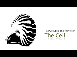 Plant and animal cells have parts called organelles that help them function and stay organized. The Animal And Plant Cells 5th Grade Lessons Blendspace