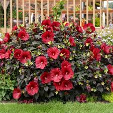 Image result for Hibiscus kirkii