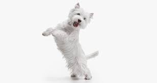 300 White Dog Names Choose The Best Name For A White Puppy All Things Dogs