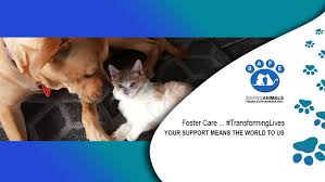 The websites (petfinder/adoptapet, etc) are updated by wednesday evening of each week. Safe Esperance Home Facebook