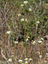 Image result for Crambe hispanica