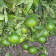 The valencia orange tree produces the smoothest and finest orange juice and its orange blossoms create a refreshing aroma. Blood Orange Tree Does Not Produce Fruit Knowledgebase Question Garden Org