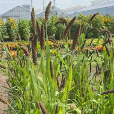 Image result for Setaria italica
