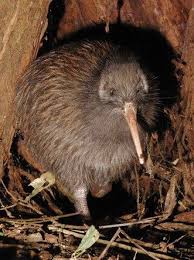 Strange Kiwis In 2020 Animal Facts Fun Facts About Animals Animal Facts Interesting