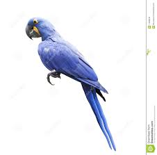hyacinth macaw macaw white background bird