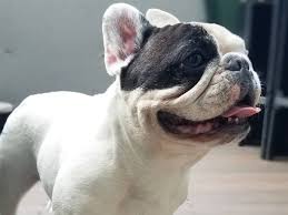 Manny The Frenchie S Workout Video Sports Illustrated