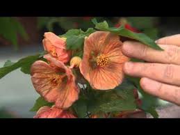 Numerous hybrids have been developed with differently colored flowers, and differently variegated leaves. Abutilon Or Flowering Maple Has Beautiful Flowers Youtube