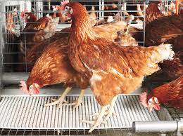Funpetnames.com offers many chicken pet names to choose from when naming your own pet. Poultry Farming In Kenya Full Information Guide For Beginners