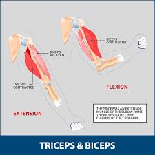 Arms full of tendons, tendons on the forearm. Triceps Tendonitis Florida Orthopaedic Institute