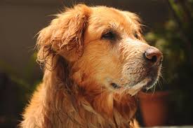 Health tested, health guaranteed, and akc. Golden Retriever Breeders In Texas Reviewed Breeder Review