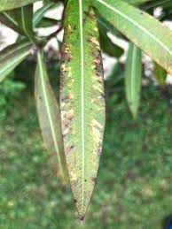 Wir zeigen die häufigsten krankheiten, deren symptome und. Nerium Oleander Mangelerscheinungen Krankheiten Der Exotengartner