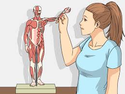 Human muscle system, the muscles of the human body that work the skeletal system, that are under voluntary control, and that are concerned with movement, posture, and balance.broadly considered, human muscle—like the muscles of all vertebrates—is often divided into striated muscle (or skeletal muscle), smooth muscle, and cardiac muscle.smooth muscle is under involuntary control and is. Simple Ways To Study Muscle Anatomy 12 Steps With Pictures