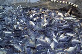 Pada umumnya petani ikan memelihara ikan konsumsi dengan tujuan. Pembudidaya Ikan Skala Kecil Semakin Diperhatikan Seperti Apa Itu Mongabay Co Id Mongabay Co Id