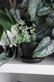 How To Plant Succulents In Pots Without Drainage Holes 1000 Succulents Plants How To Water Succulents