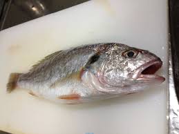 イシモチの釣れる時期と釣り方を生態から考察 釣りおじさんの釣りネタ帳