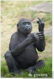 We did not find results for: Young Gorilla Sticking Up Its Middle Finger Poster Pixers We Live To Change