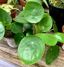 Shade Loving Plants For A North Facing Room Urban Jungle