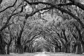 Avenue Of The Oaks Savannah Georgia 8 X 12 Inch Black And White Photograph Savannah Chat Savannah Georgia Black And White Landscape