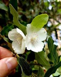 Image result for Cunoniaceae