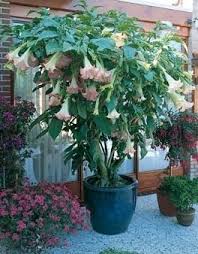 Check out our brugmansia selection for the very best in unique or custom, handmade pieces from our outdoor & gardening shops. Angel S Trumpet Brugmansia Pink Container Plant For Sale Buy Online For Only 5 99