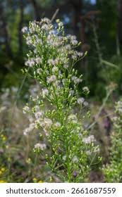 Image result for Eschenbachia