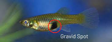 Luckily, you can care for your baby guppies by placing them in a separate tank or providing. Female Guppy Behavior Before Giving Birth