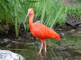 See today's top deals from multiple retailers. Rode Ibis Animals Birds Riding