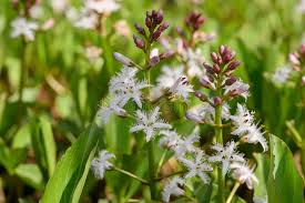 Image result for Menyanthaceae